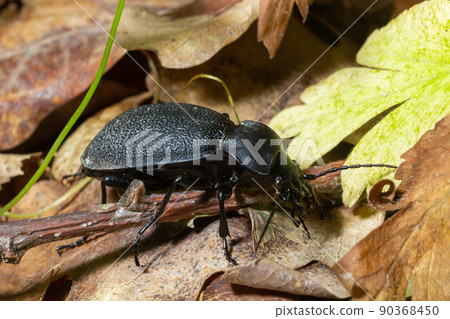 Carabus coriaceus is a species of beetle widespread in Europe, where it is primarily found in deciduous forests and mixed forests. 90368450