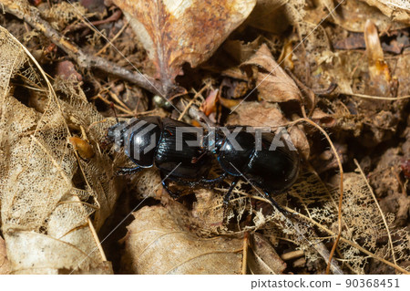 Forest beetle, Anoplotrupes stercorosus, a species of dung beetle and the subfamily Geotrupinae 90368451