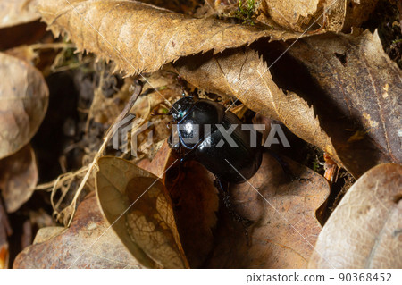 Forest beetle, Anoplotrupes stercorosus, a species of dung beetle and the subfamily Geotrupinae 90368452
