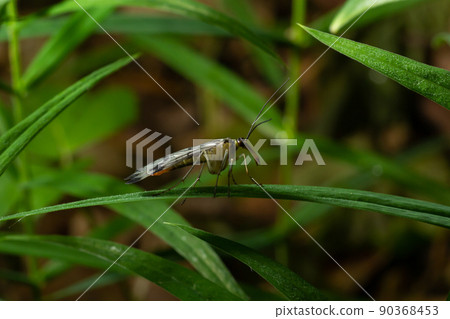 Panorpa communis is the common scorpionfly a species of scorpionfly. Its are useful insects that eat plant pests 90368453