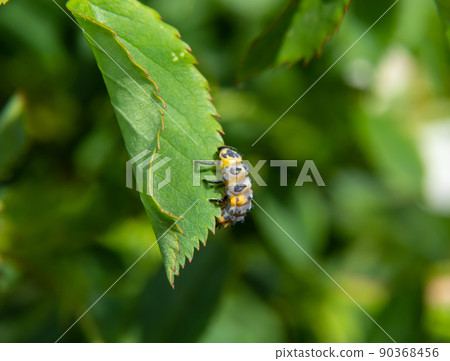 Macro Photo of Ladybug Larvae on Green Leaf Isolated on Backgrou 90368456