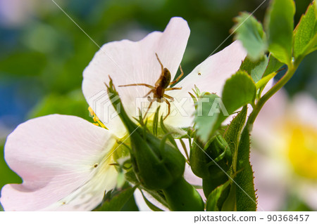A spider that is usually on the grass. It is a hunter and does not build a net. It is known as the nursery web spider. Pisaura mirabilis 90368457