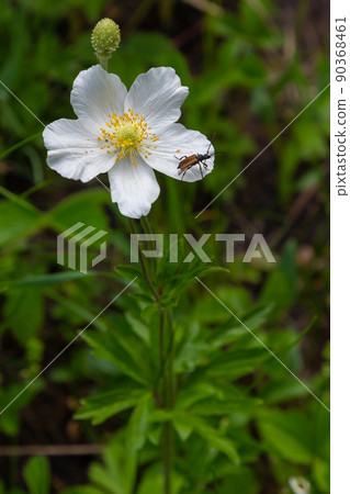 Fading white flower of snowdrop anemone, Anemone sylvestris, in the middle of steles, closeup with selective focus Fading white flower of snowdrop anemone, Anemone sylvestris, in the middle of steles, closeup with selective focus 90368461