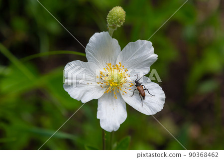 Fading white flower of snowdrop anemone, Anemone sylvestris, in the middle of steles, closeup with selective focus Fading white flower of snowdrop anemone, Anemone sylvestris, in the middle of steles, closeup with selective focus 90368462