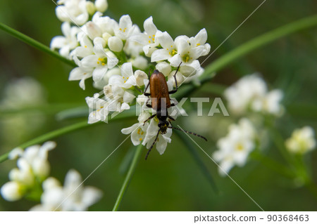 Paracorymbia maculicornis is a species of longhorn beetle in Lepturinae subfamily. Stictoleptura maculicornis beetle close up Paracorymbia maculicornis is a species of longhorn beetle in Lepturinae subfamily. Stictoleptura maculicornis beetle close up 90368463