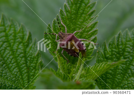 Close up of the sloe bug or Hairy shieldbug, Dolycoris baccarum, in the garden on a green leaf Close up of the sloe bug or Hairy shieldbug, Dolycoris baccarum, in the garden on a green leaf 90368471