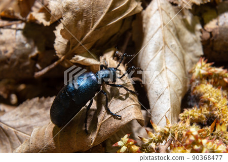 The violet oil beetle Meloe violaceus, is a species of oil beetle belonging to the family Meloidae. These beetles are present in most of Europe, in East Palearctic ecozone, in the Near East The violet oil beetle Meloe violaceus, is a species of oil beetle belonging to the family Meloidae. These beetles are present in most of Europe, in East Palearctic ecozone, in the Near East 90368477
