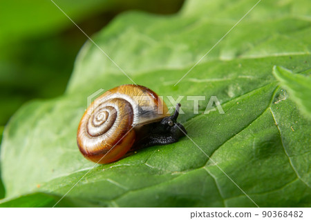 Oxychilus draparnaudi snail, blue body, on a green leaf. macro 90368482
