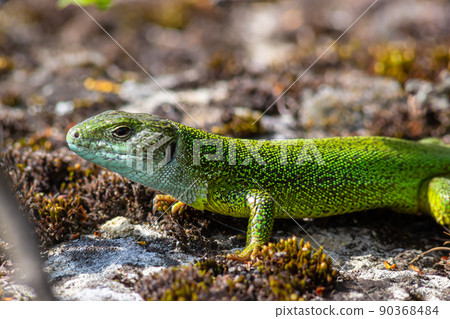 Green lizard, Lacerta viridis, is a species of lizard of the genus Green lizards. Lizard on the stone Green lizard, Lacerta viridis, is a species of lizard of the genus Green lizards. Lizard on the stone 90368484