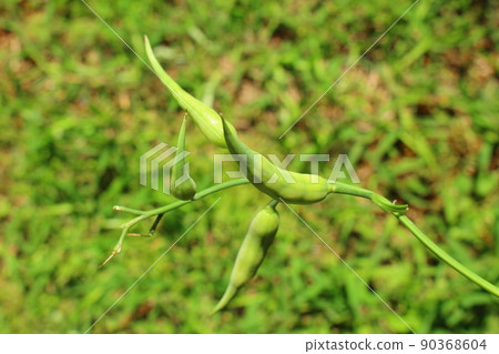 Daikon radish Daikon radish 90368604