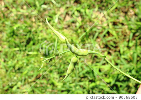 蘿蔔蘿蔔 90368605