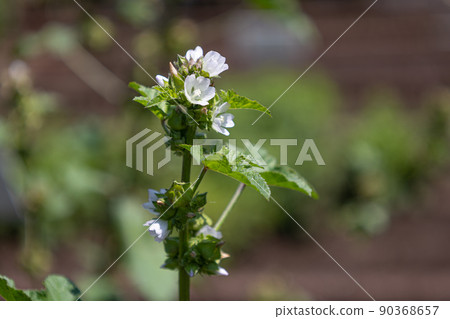 Malva verticillata 開花 學名： Malva verticillata 原料藥名： Toxi (Fuyu Aoko), 90368657