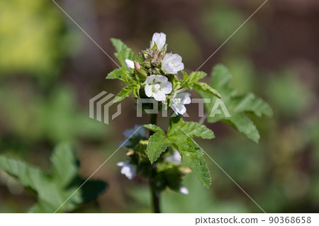 Malva verticillata 開花 學名： Malva verticillata 原料藥名： Toxi (Fuyu Aoko), 90368658