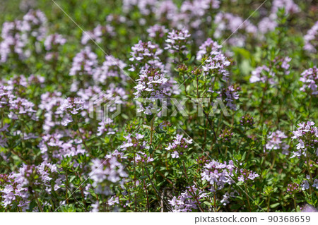 Breckland thyme scientific name: Thymus serpyllum Alias: Wild thyme, Serpyllum 90368659