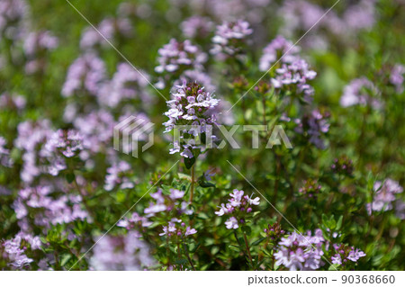 布雷克蘭百里香學名:Thymus serpyllum 別名:野生百里香、Serpyllum 布雷克蘭百里香學名:Thymus serpyllum 別名:野生百里香、Serpyllum 90368660