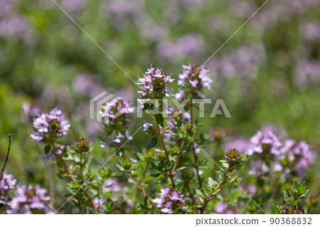 Ushuibukijakousou Scientific name: Thymus serpyllum Alias: Wild thyme, Serpyllum 90368832