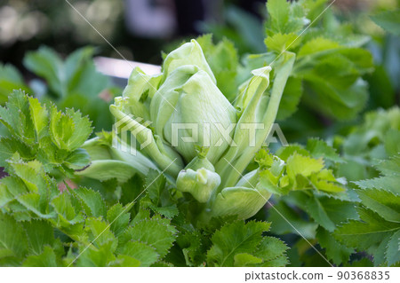 白芷學名:白芷藥名:白芷(白芹菜),用於草藥和美容 白芷學名:白芷藥名:白芷(白芹菜),用於草藥和美容 90368835