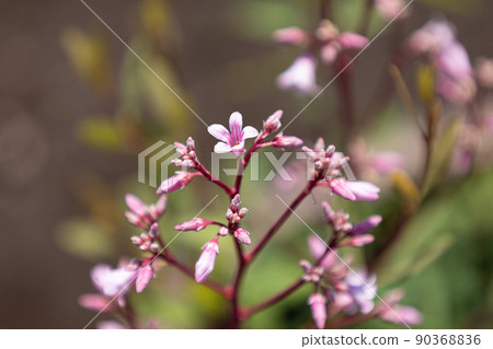 Rafuma (Apocynum venetum), flowers. Leaves are used as a raw material for tea in China 90368836