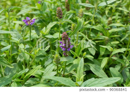 萬能藥學名：夏枯草LINNE var. Lilacina原料藥 90368841