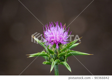 Milk thistle (Silybum marianum, Milk thistle), with medicinal properties 90368842