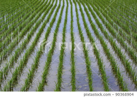 Rural landscape right after rice planting Rural landscape right after rice planting 90368904