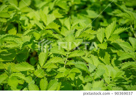 Agrimonia pilosa Scientific name: Agrimonia japonica (herbal medicine name: longan saw) 90369037