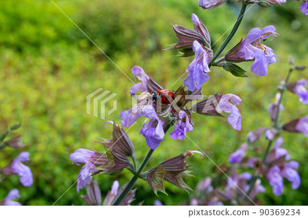 普通鼠尾草；學名：Salvia officinalis。攝於五月（東京）用於消除肉腥味 90369234