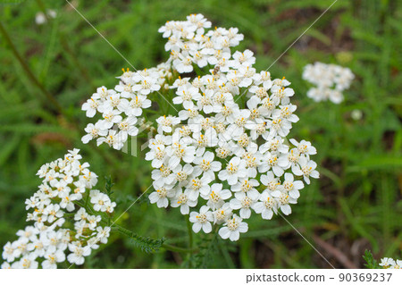 Achillea millefolium Alias: Common Yarrow Scientific name: Achillea millefolium, taken in spring ( 90369237