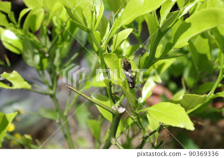 Sub-last-instar larvae of the swallowtail in the leaves of mandarin oranges 90369336