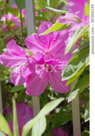 杜鵑花花特寫 杜鵑花花特寫 90369339