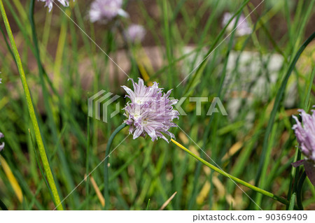 Chives (English: Chives, scientific name: Allium schoenoprasum var. Schoe 90369409