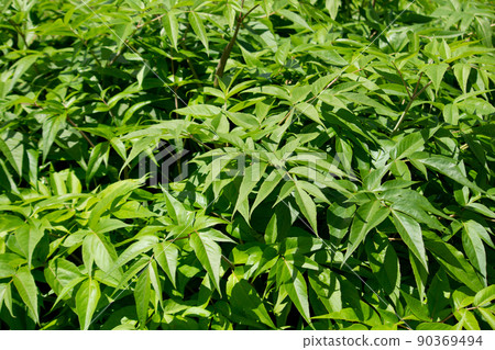 Hyuga Touki（日本胡蘿蔔） 學名：Angelica furcijuga 90369494