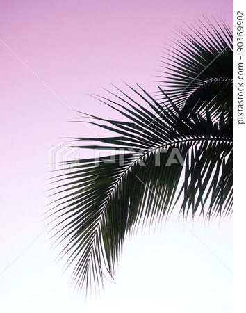 Silhouette of coconut leaf with twilight sky background, Island background Silhouette of coconut leaf with twilight sky background, Island background 90369902
