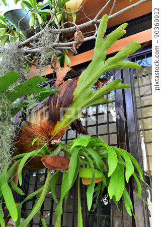 Platycerium fern grow up in garden 90369912