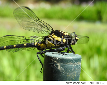 Large dragonfly "Kooniyama" of the family Gomphidae 90370432