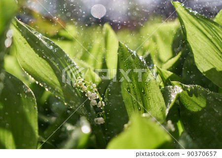 Blooming lily of the valley flowers dew or rain drops 90370657