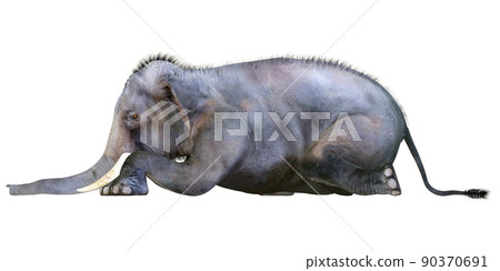 印度象 ☆ 印度象 90370691