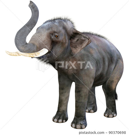 Indian elephant ☆ Indian Elephant Indian elephant ☆ Indian Elephant 90370698