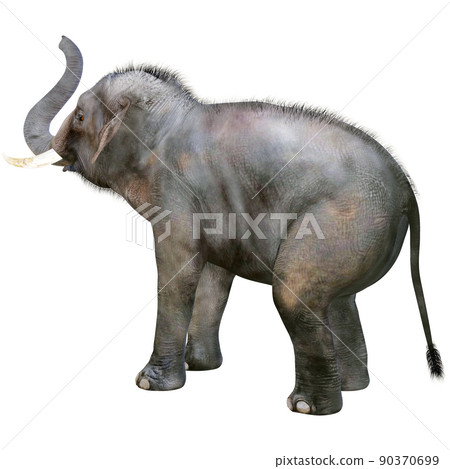 Indian elephant ☆ Indian Elephant Indian elephant ☆ Indian Elephant 90370699