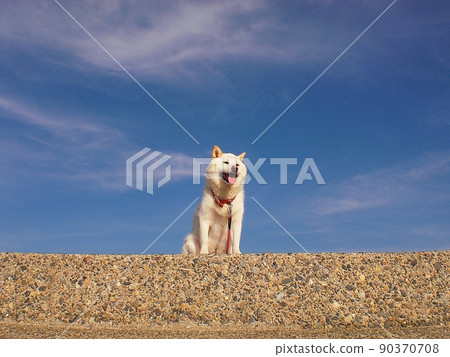 藍天和Shiba Inu 藍天和Shiba Inu 90370708