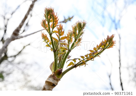 長得太大的鱈魚芽 90371161