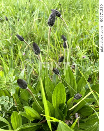 Ribwort plantain that grows sunny 90371220