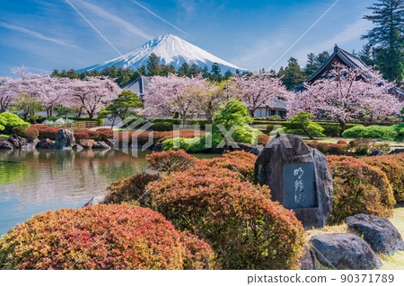 (Shizuoka Prefecture) Cherry tree full-bloom Oishiji garden and Mt. Fuji 90371789