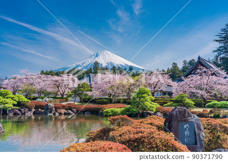 （靜岡縣）櫻花盛開大石寺花園和富士山 90371790