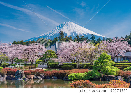 （靜岡縣）櫻花盛開大石寺花園和富士山 90371791