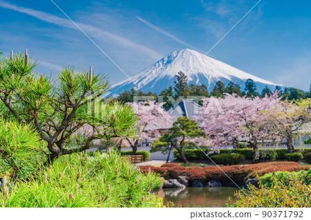 （靜岡縣）櫻花盛開大石寺花園和富士山 90371792