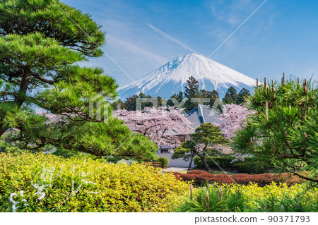 （靜岡縣）櫻花盛開大石寺花園和富士山 90371793