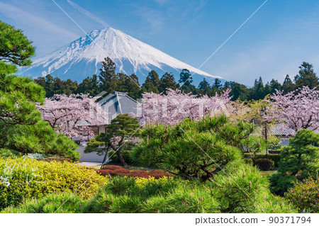 （靜岡縣）櫻花盛開大石寺花園和富士山 90371794