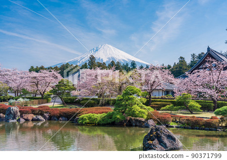 (Shizuoka Prefecture) Cherry tree full-bloom Oishiji garden and Mt. Fuji 90371799