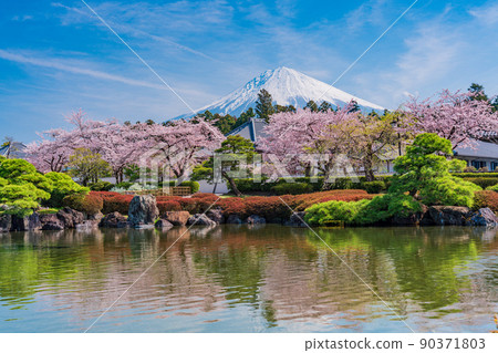 (靜岡縣)櫻花盛開大石寺花園和富士山 (靜岡縣)櫻花盛開大石寺花園和富士山 90371803